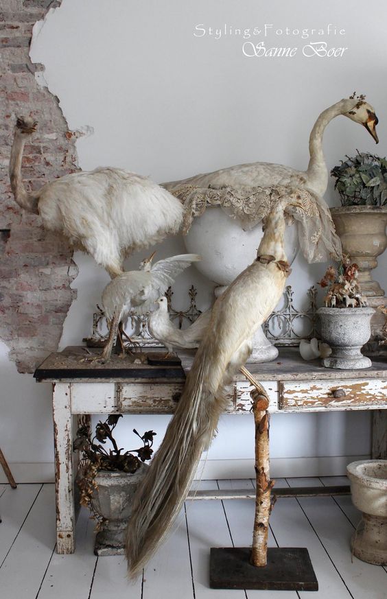 birds of a feather taxidermy