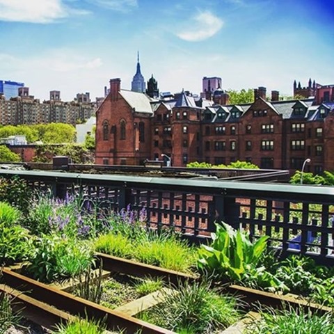 The High LIne NYC Landscape
