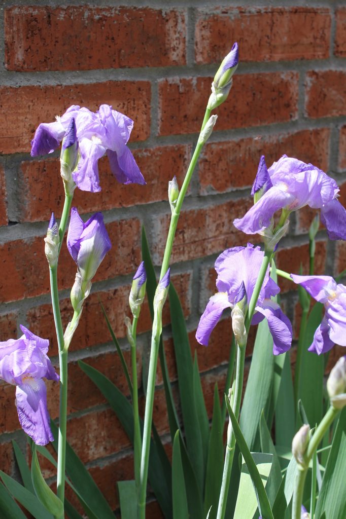 Lavender beared iris