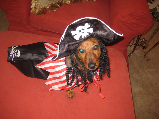 Rudi the pirate dog