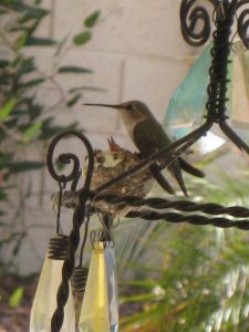 Two New Hummingbirds Have Arrived