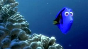 Dory swimming in the coral