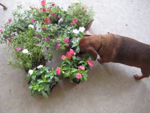 Rudi in the flowers