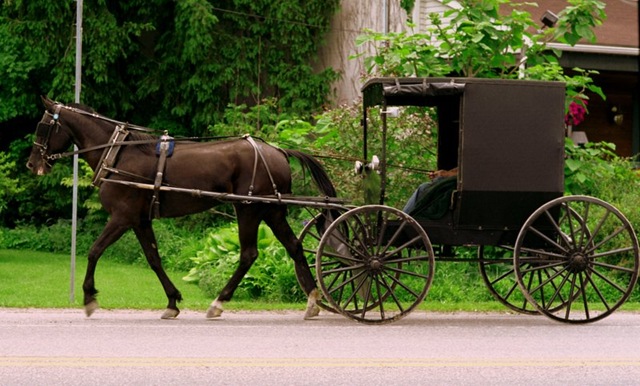 A Buggy Ride Through the Amish Countryside