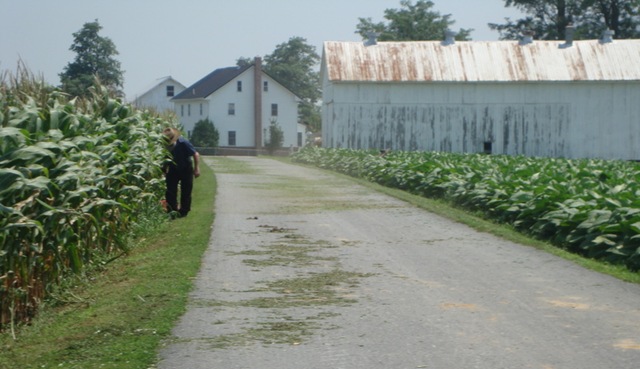 A Buggy Ride Through the Amish Countryside