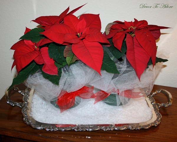 gift wrapped poinsettias