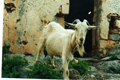 Nanny goat