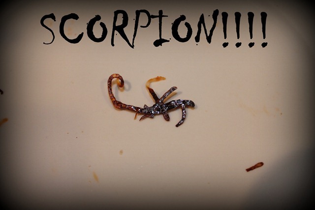 halloween scorpian