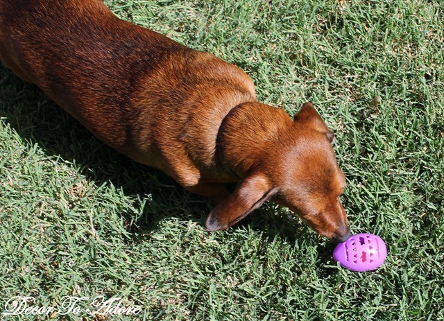 An Easter Egg Hunt for Dogs