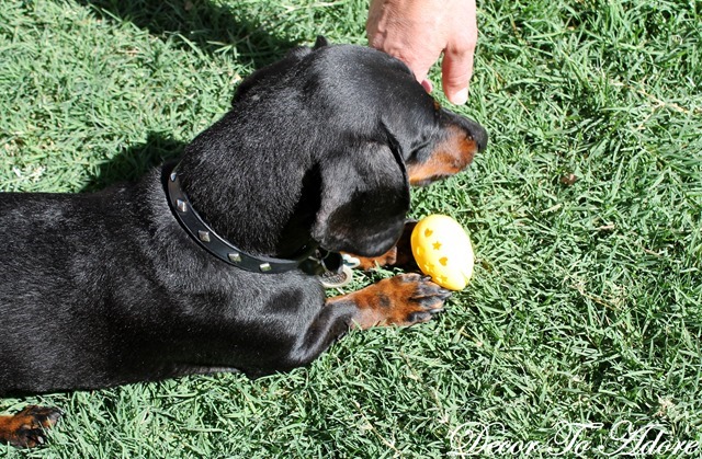 An Easter Egg Hunt for Dogs