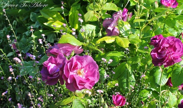 Monet’s Jardin Clos Normand