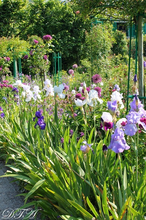 Monet's irises