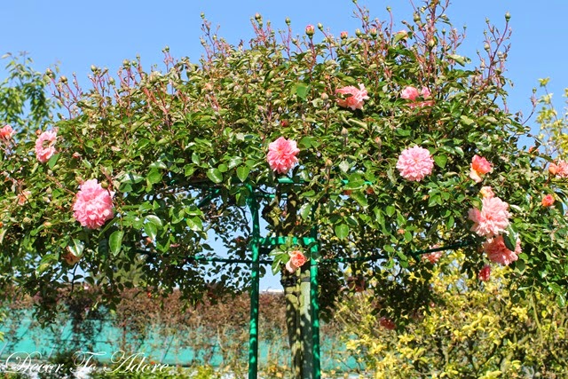 rose umbrella