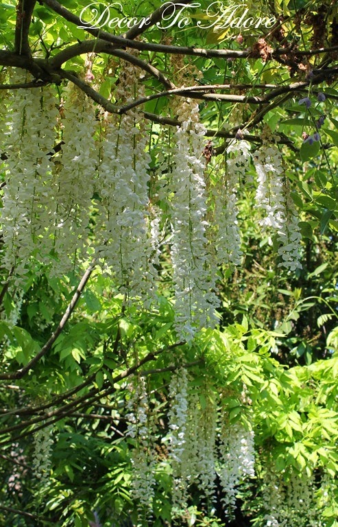 Monet's Garden wisteria