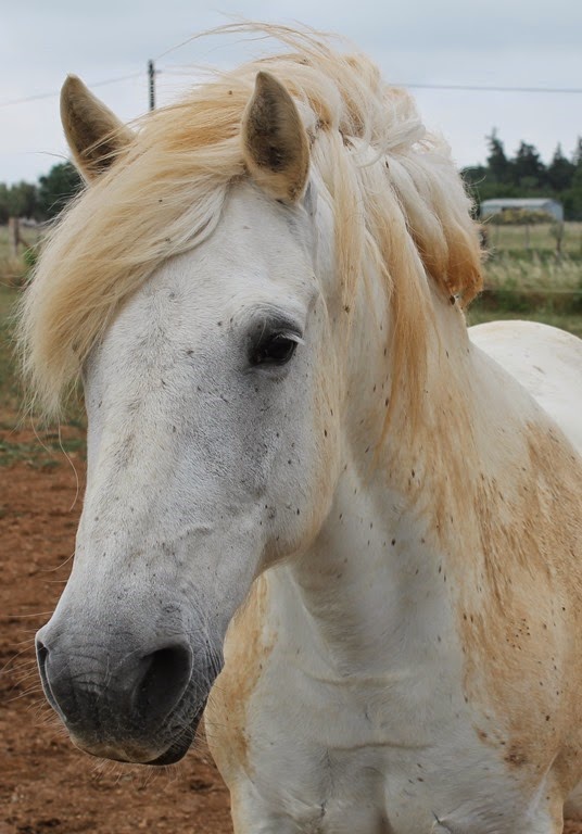 Camargue horses