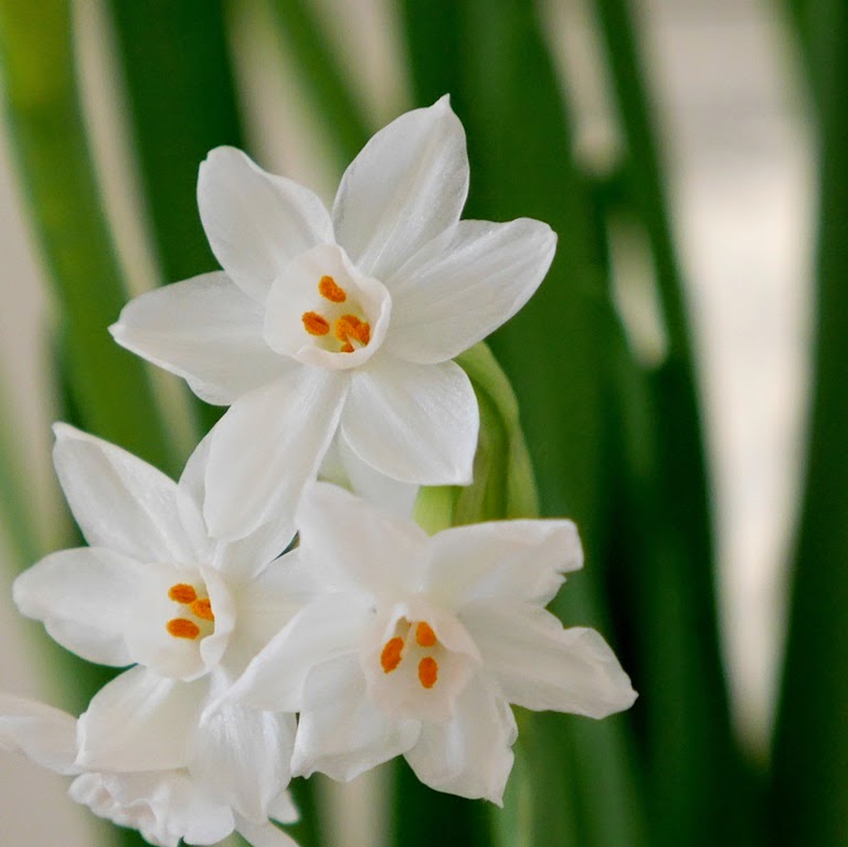 Paperwhites