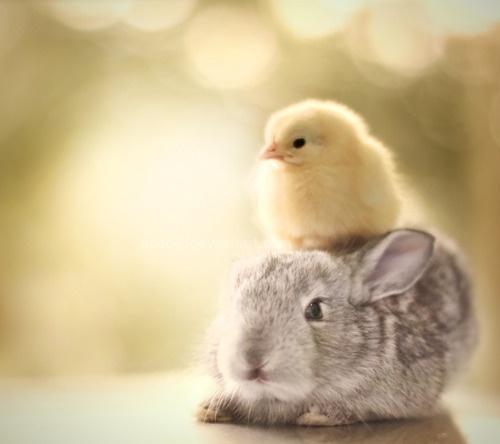Springtime Bunny & Chick