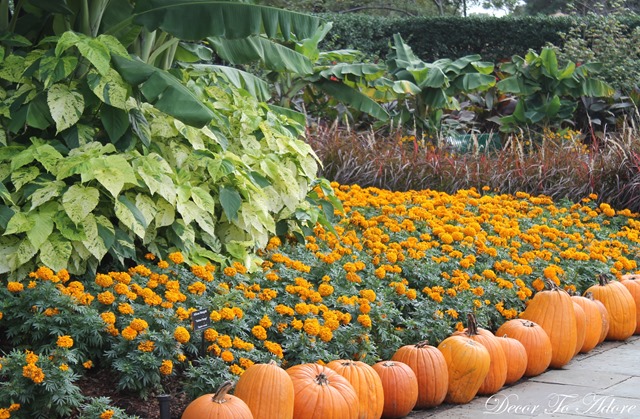 Pumpkins Arboretum