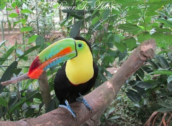 What The Toucan Taught Me