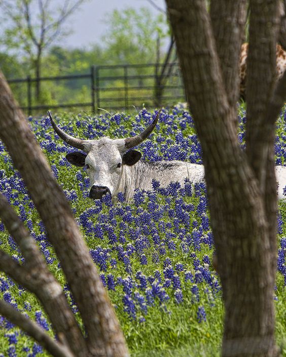 bluebonnet