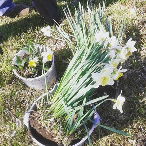 Planting Hope Daffodil Hill