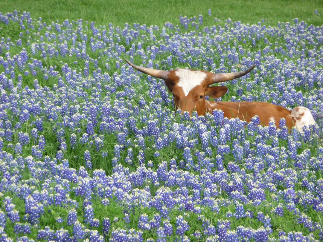 cow in bluebonnets