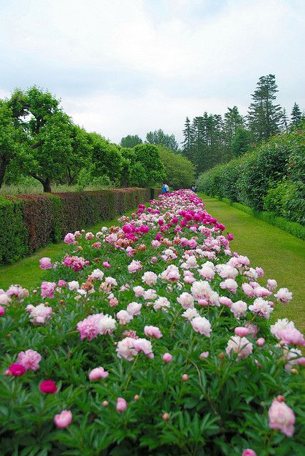 The Long Peonie Border at Penshurst Place