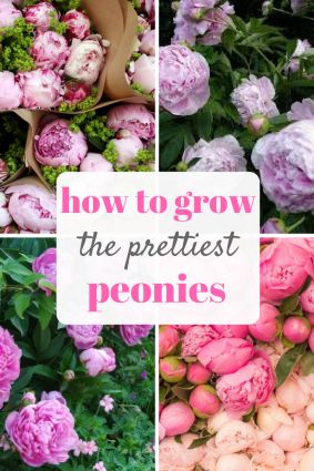 An easy guide to growing peonies! Indoors and out! Gardening, Growing Peonies, How to Grow Peonies: 