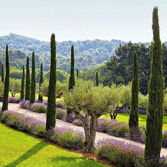 Olive trees, lavender, and Provençal cypress line the entrance drive of beauty guru Frédéric Fekkai’s gorgeous vacation home in the South of France, which features landscape design by Marco Battaggia. Photo by @simonpwatson: 