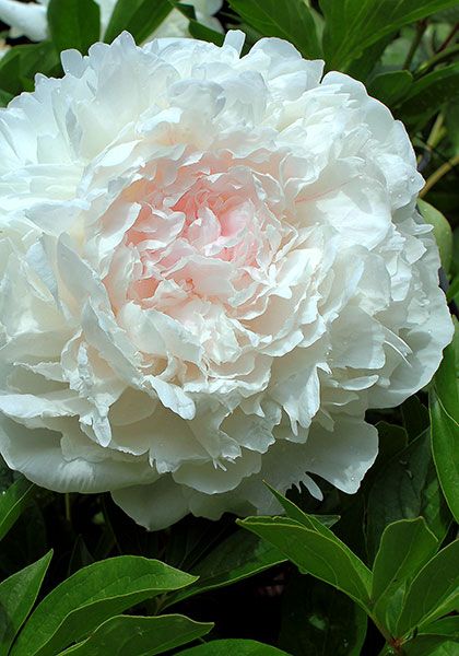 Peonies: Lost Forever? - ELSA SASS, 1930: 