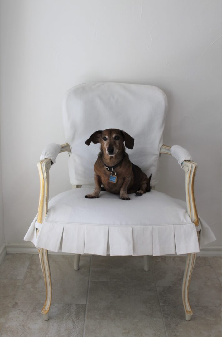 Rudi in antique chair