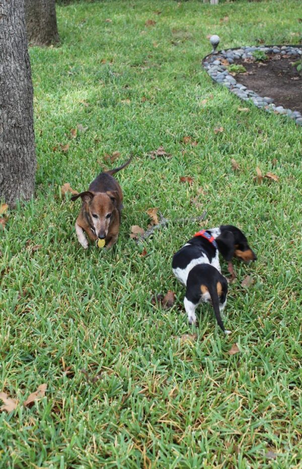 Sunday Smiles Meet Gracie the Piebald Dachshund - Decor To Adore