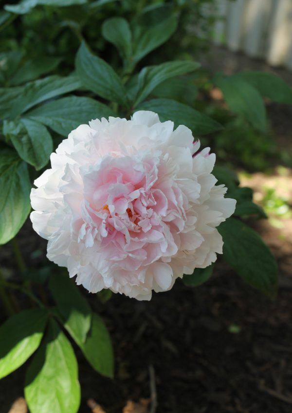 Pink peony