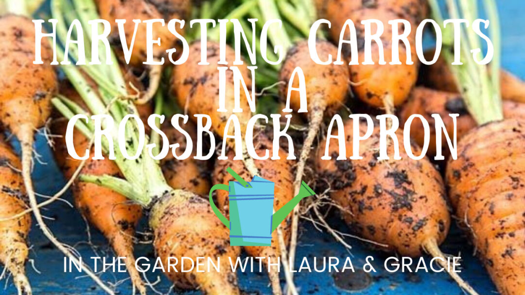 Harvesting Carrots in a Crossback Apron