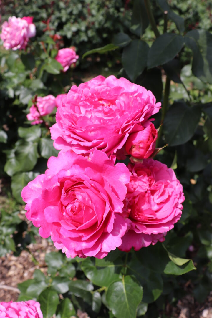 Portland Japanese and Rose Test Garden - Decor To Adore