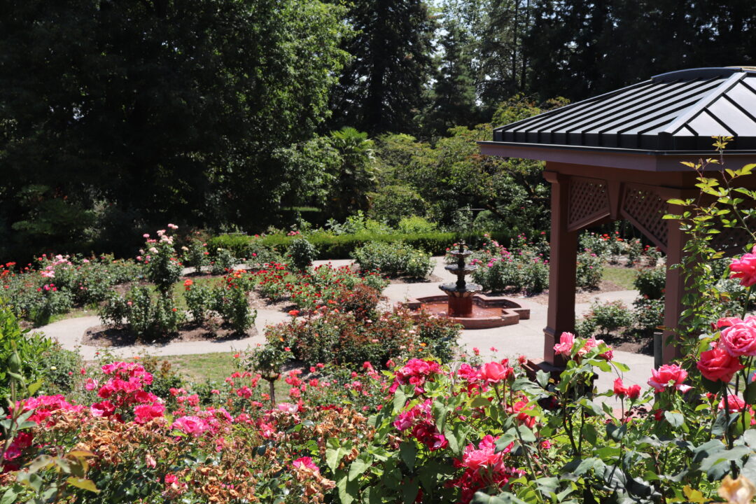 Portland Japanese and Rose Test Garden 