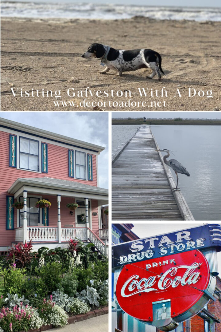 Visiting Galveston With A Dog