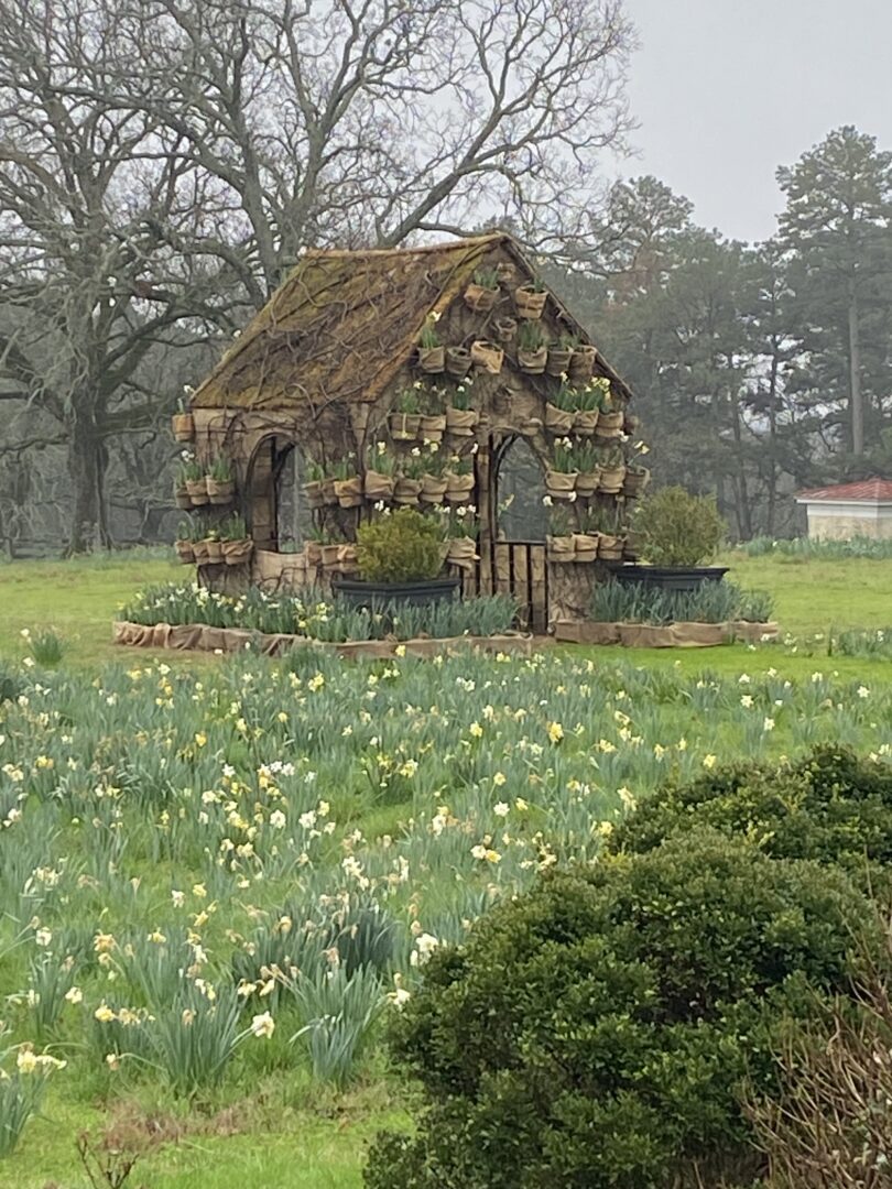 Daffodil House