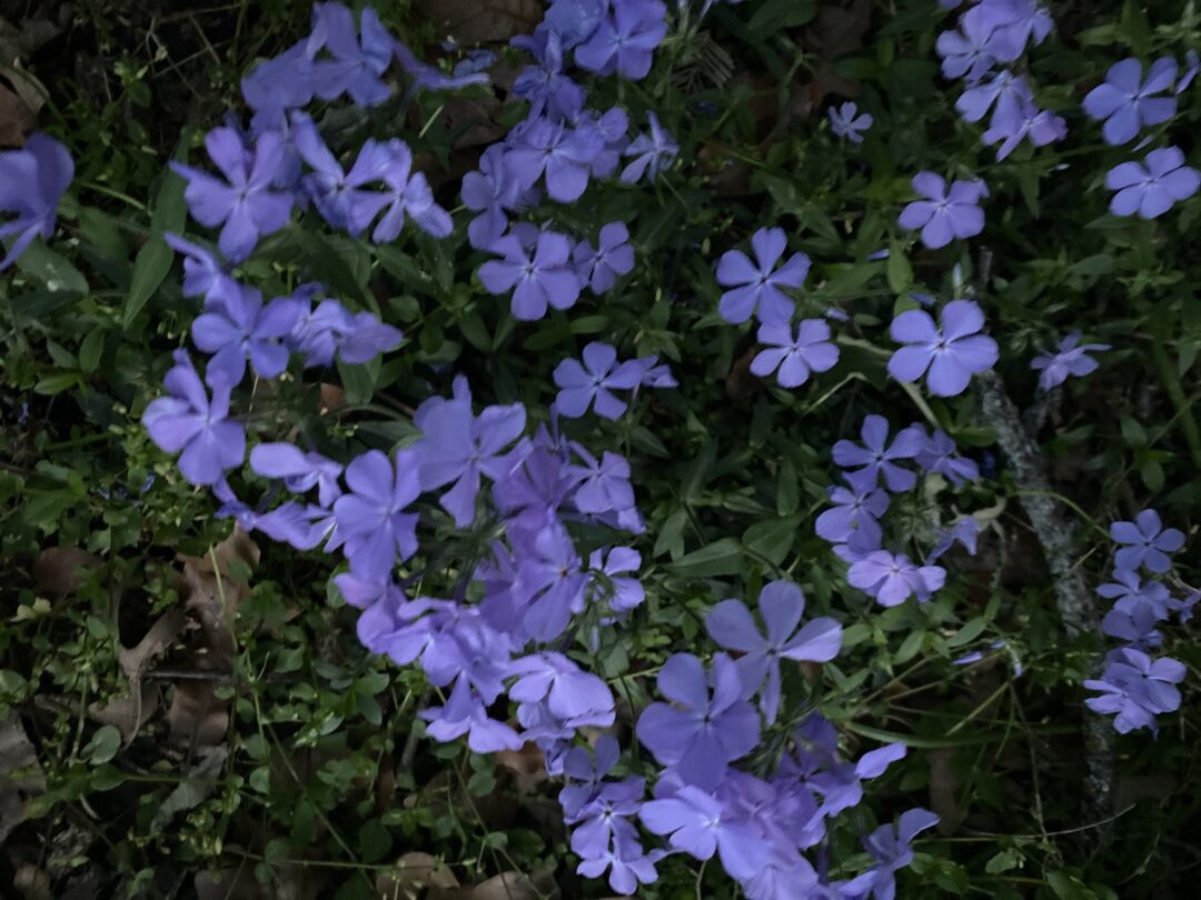 English phlox