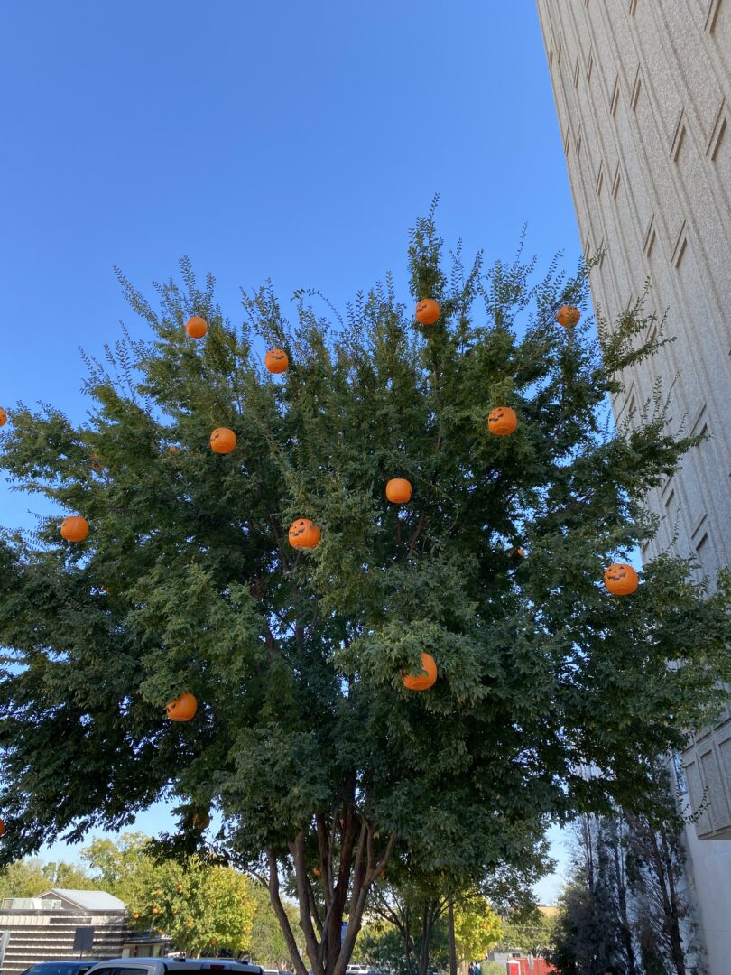 Pumpkin tree