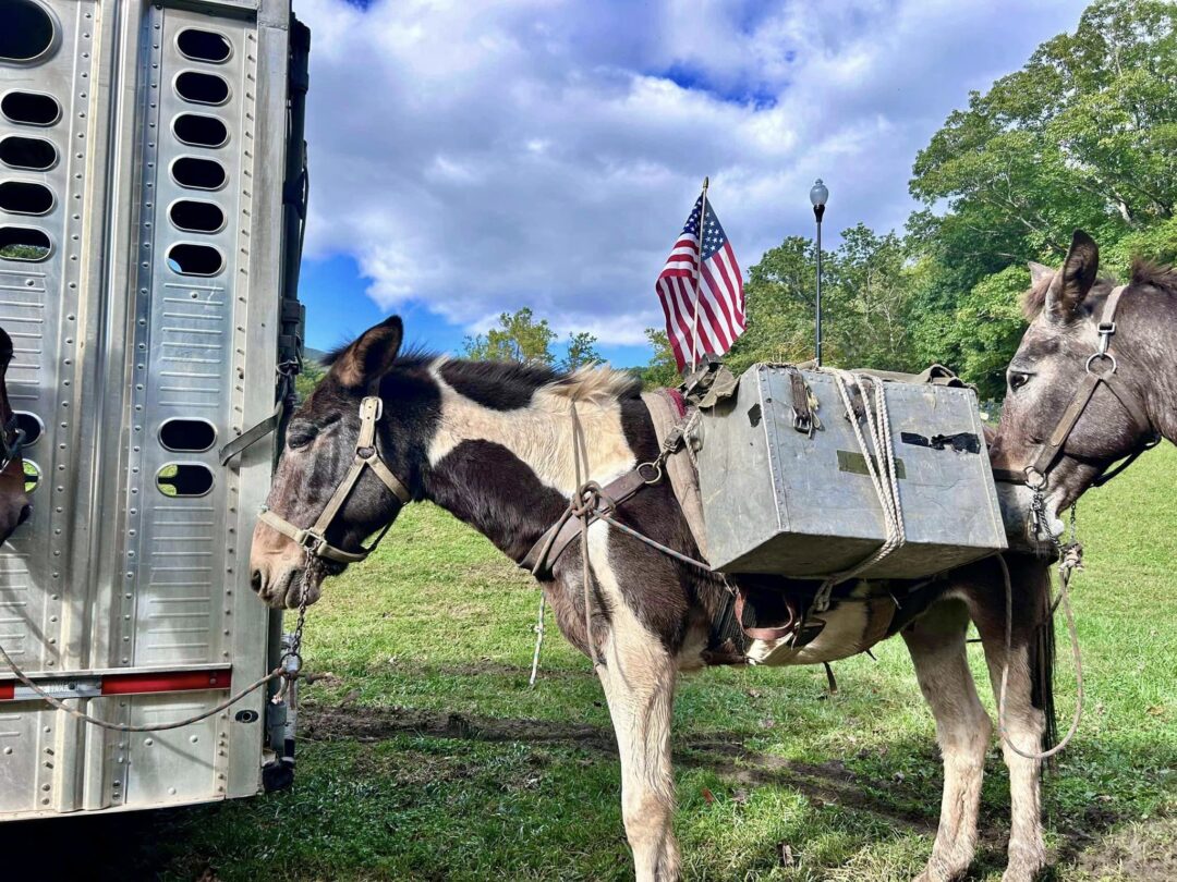 Mountain Mule Packer Ranch 