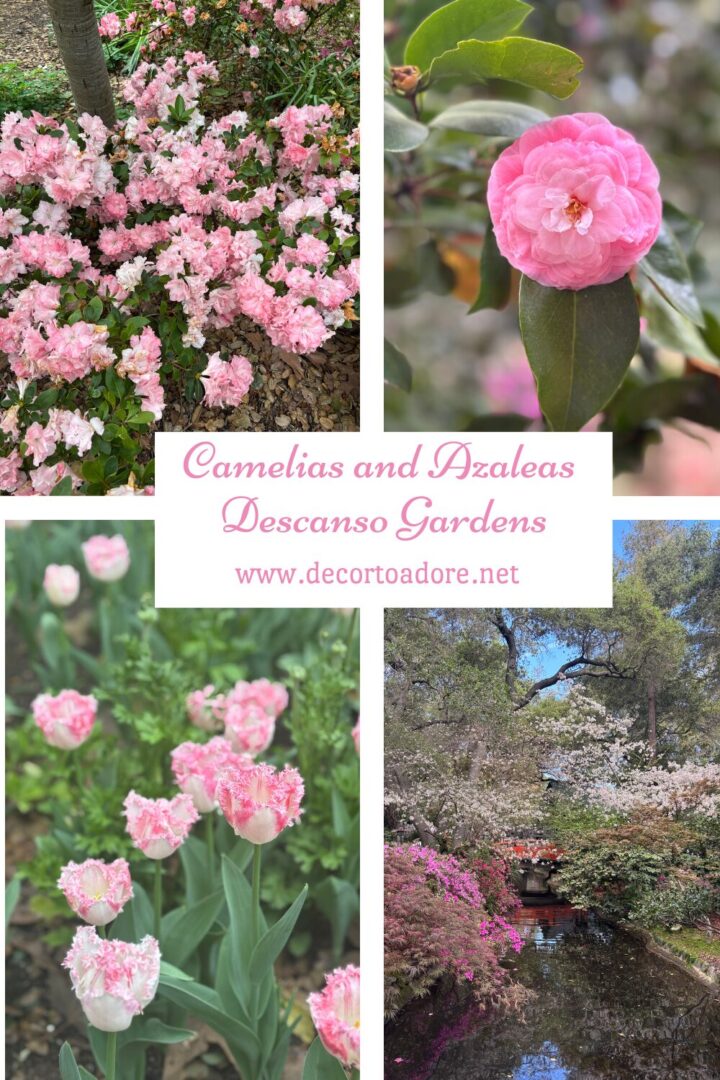 Camelias And Azaleas At Descanso Gardens
