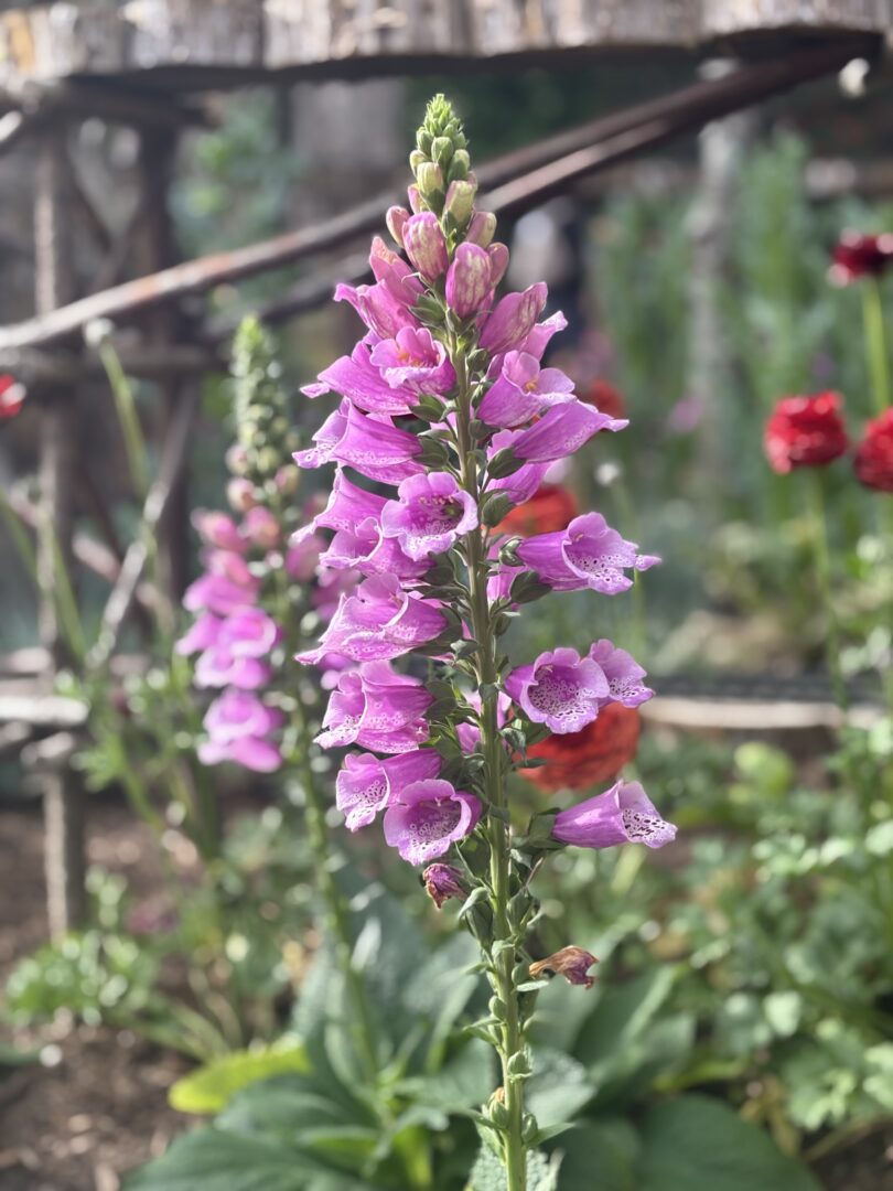 Purple foxglove