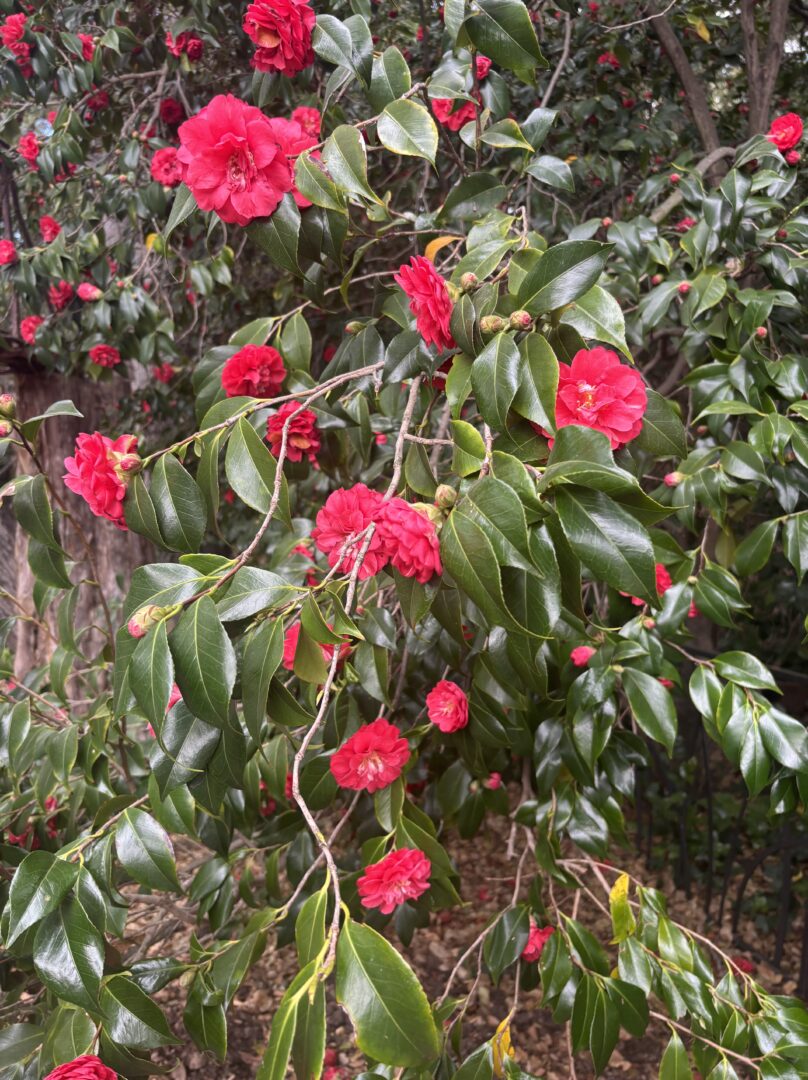 Camelia Forest