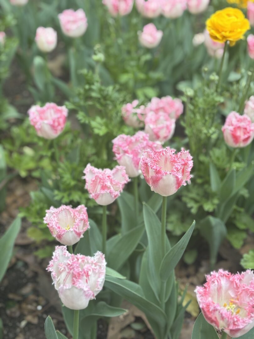 Ruffled pink tulips