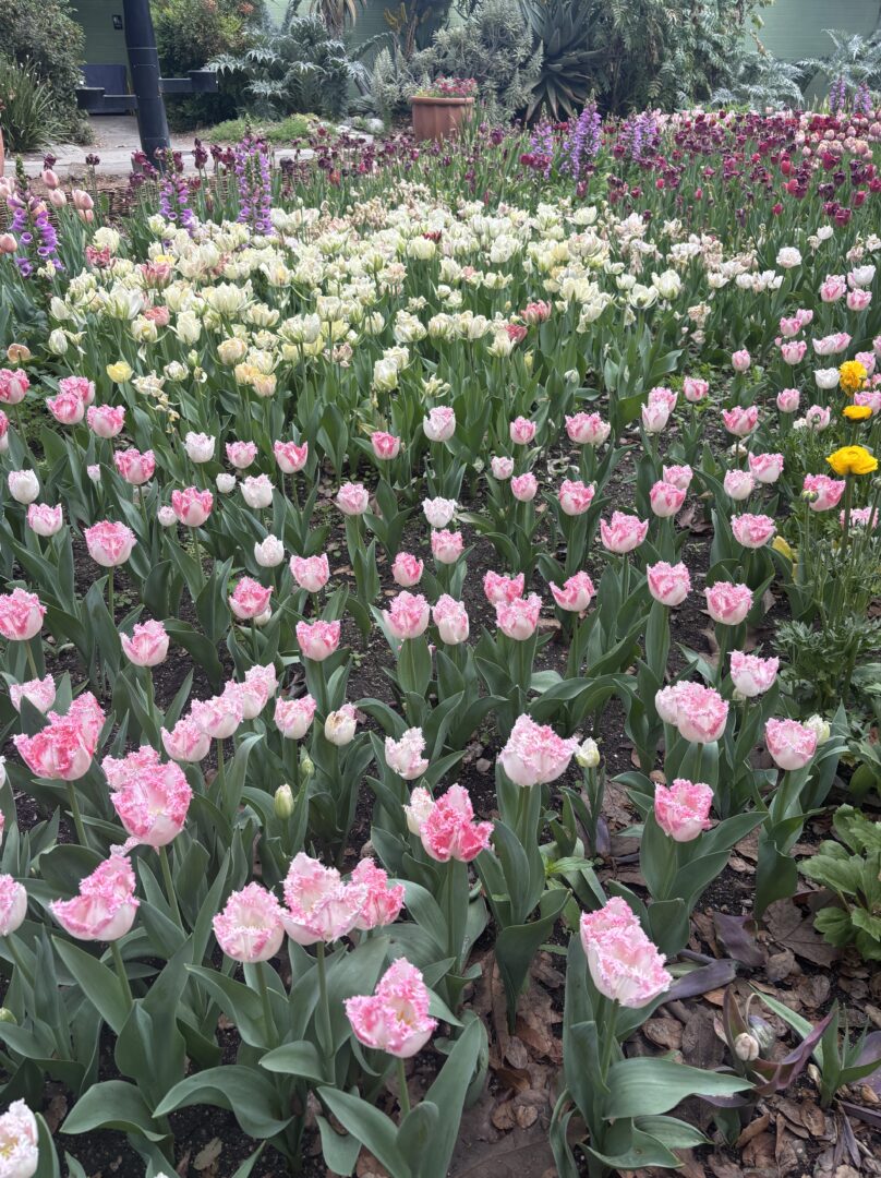 spring tulips
