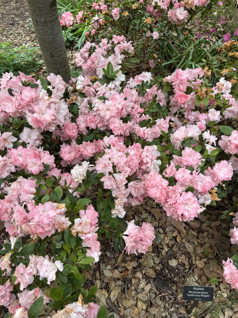 azalea's at Descanso gardens