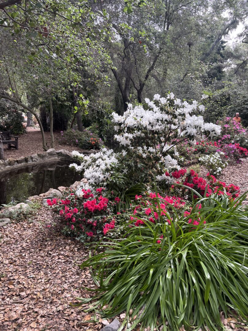 Camelias And Azaleas At Descanso Gardens