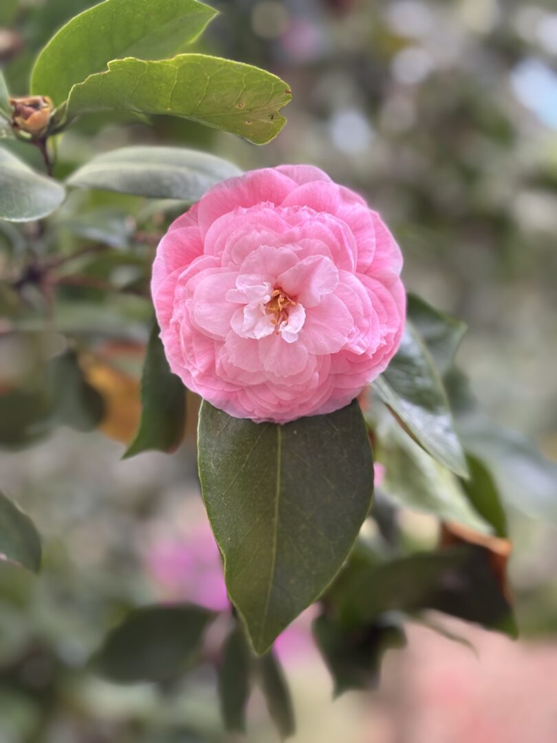 Camelia forest Descanso Gardens