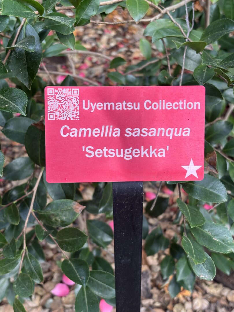 Uyematsu and Yoshimura camelias